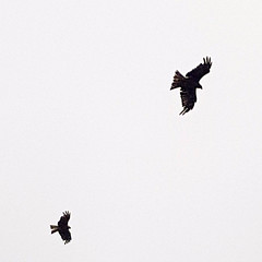 Black Kite, Milvus migrans, Brun glada