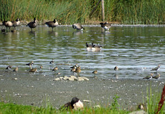 Canada geese, lapwings, ruffs, Little stint, etc