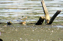Ruffs, lapwing and little stint (leftmost)