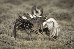 Greater Sage-grouse, males