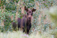 Precious moose calf keeps watch from the forest