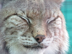 Eurasian Lynx