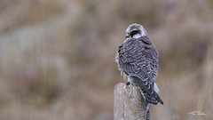 Red-footed Falcon (juvenile) II