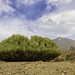 Roques de Garcia und der Teide