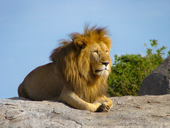 Ein Löwe in der Serengeti