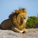 Ein Löwe in der Serengeti