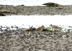 European golden and Grey/Black-bellied plovers