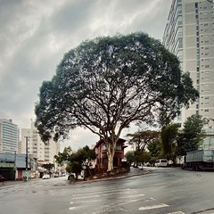 The single tree