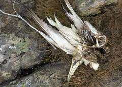 Bird flu :-( Northern gannet, Morus bassanus, Havssula