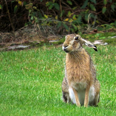 European hare, Lepus europaeus, Fälthare