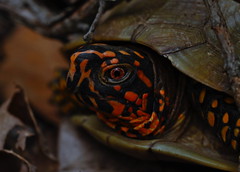 Three-Toed Box Turtle (Terrapene triunguis)