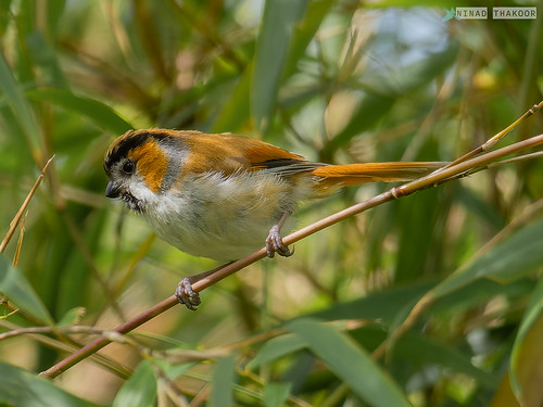 Black-throated Parrotbill (Lifer) • <a style="font-size:0.8em;" href="http://www.flickr.com/photos/59465790@N04/52352925907/" target="_blank">View on Flickr</a>