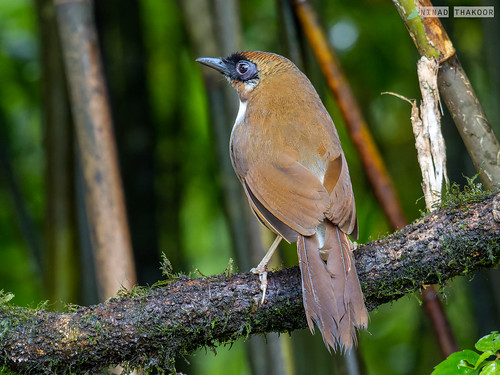Gray-sided Laughingthrush (Lifer) • <a style="font-size:0.8em;" href="http://www.flickr.com/photos/59465790@N04/52352927042/" target="_blank">View on Flickr</a>