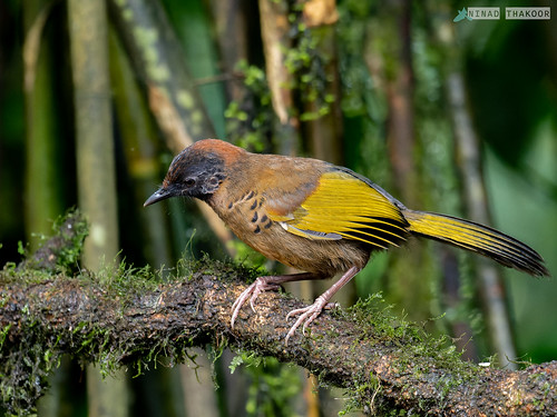 Chestnut-crowned Laughingthrush • <a style="font-size:0.8em;" href="http://www.flickr.com/photos/59465790@N04/52354189414/" target="_blank">View on Flickr</a>