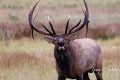 September 10, 2022 - The elk rut is underway! (Tony's Takes)