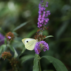 The Large White