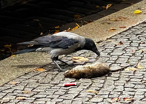 Hooded Crow & Dead Rat