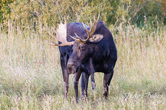September 17, 2022 - Big moose bull in RMNP. (Tony's Takes)