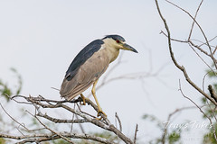 September 13, 2022 - A night heron at the Adams County Fairgrounds. (Tony's Takes)