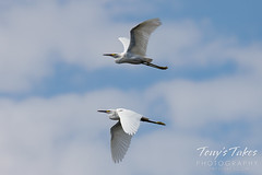 September 13, 2022 - Snowy egrets in flight. (Tony's Takes)