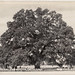 Old Hooker Oak at Chico, California