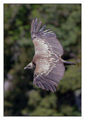 Griffon Vulture - (Gyps fulvus) 2 clicks for large