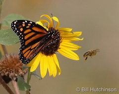 September 14, 2022 - Bee and butterfly. (Bill Hutchinson)