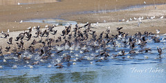 September 18, 2022 - Cormorants take flight in Adams County. (Tony's Takes)