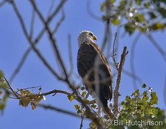 September 18, 2022 - Regal bald eagle keeping watch. (Bill Hutchinson)