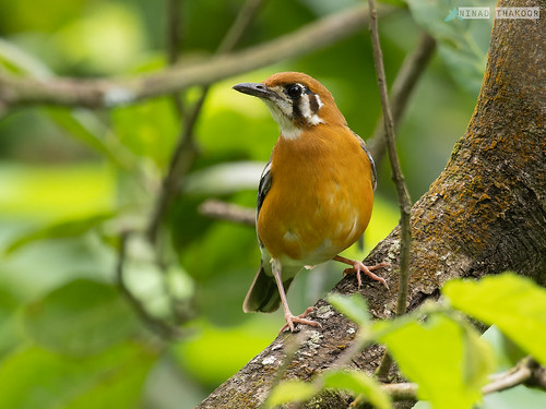 Orange-headed Thrush • <a style="font-size:0.8em;" href="http://www.flickr.com/photos/59465790@N04/52369437107/" target="_blank">View on Flickr</a>