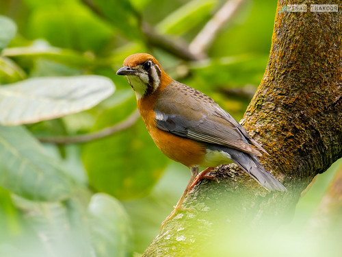 Orange-headed Thrush • <a style="font-size:0.8em;" href="http://www.flickr.com/photos/59465790@N04/52370610558/" target="_blank">View on Flickr</a>
