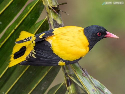 Black-hooded Oriole • <a style="font-size:0.8em;" href="http://www.flickr.com/photos/59465790@N04/52370611058/" target="_blank">View on Flickr</a>