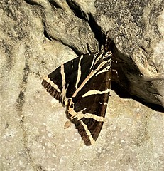 Jersey Tiger Moth (Euplagia quadripunctaria)