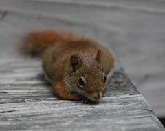 Red squirrel, New Hampshire