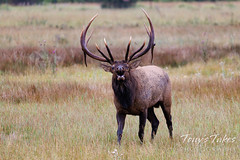 Huge elk bull bugles as the rut kicks into high gear