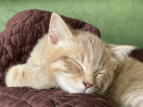 Sleeping Kitten Mula