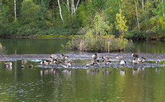 Canada goose, Branta canadensis, Kanadagås (and a single greylag goose)