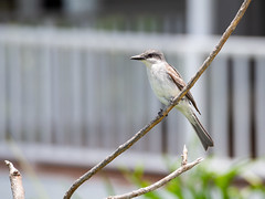Perched - Gray Kingbird in Torola - British Virgin Islands