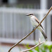 Perched - Gray Kingbird in Torola - British Virgin Islands