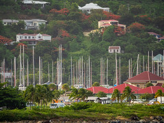 A Hillside in Bloom - Tortola, British Virgin Islands