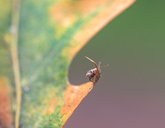 84: Bug on a Leaf