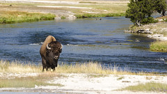 USA, Wyoming:  Yellowstone Bison - Photo #5   (in Explore 9/25/2022)