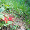 Spider lily 20220925-1