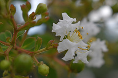 White Crepe Myrtle Blossoms.