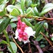 The last cranberry/bearberry/cowberry flower of the year