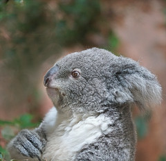 L'étonnement du koala (ZooParc de Beauval)