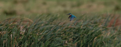 Kingfisher Hover (Alcedo atthis) 2 of 2