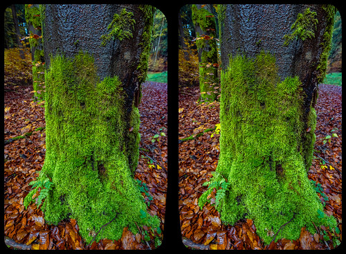 Mossy tree 3-D / CrossView / Stereoscopy