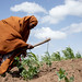 Somalia | Increasing small-scale farmers’ livelihoods resilience against threats and crises