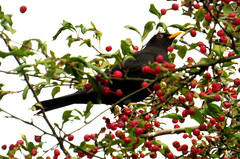 Eurasian blackbird, Turdus merula, Koltrast